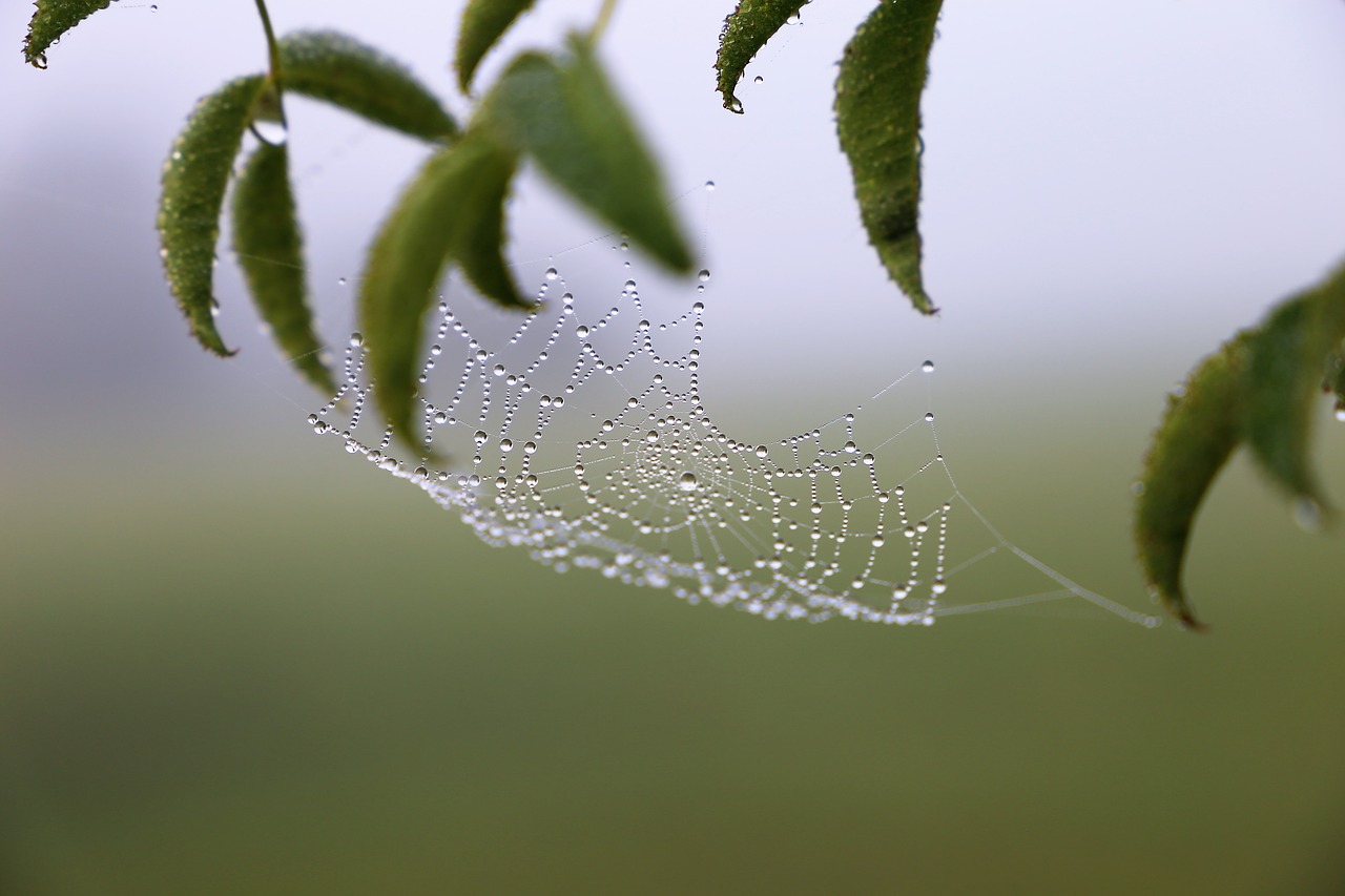 morning  spider net  cobweb free photo