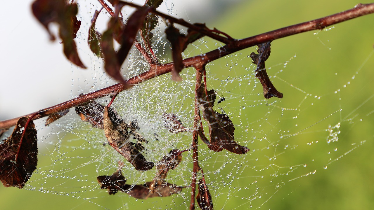 morning  spider net  cobweb free photo