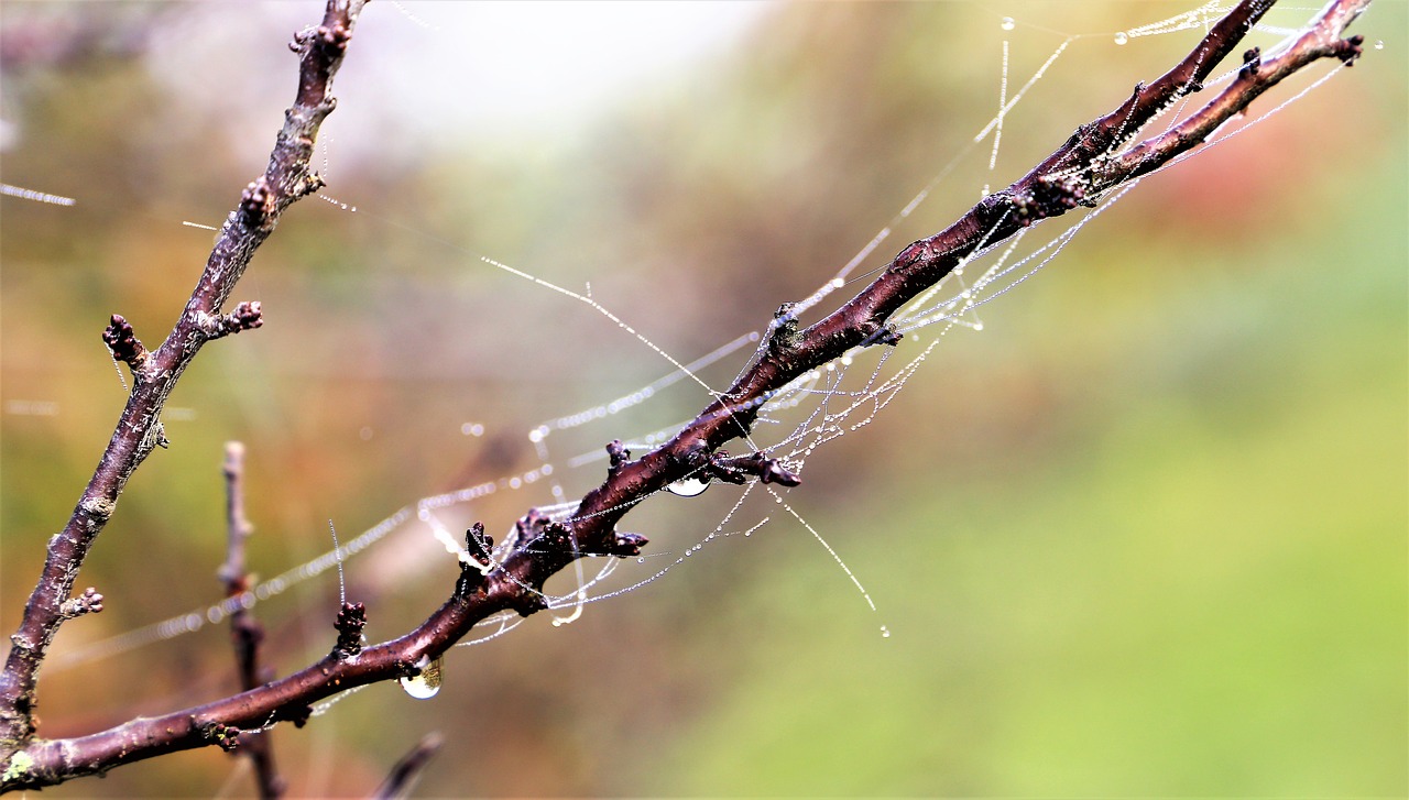 morning  spider net  cobweb free photo