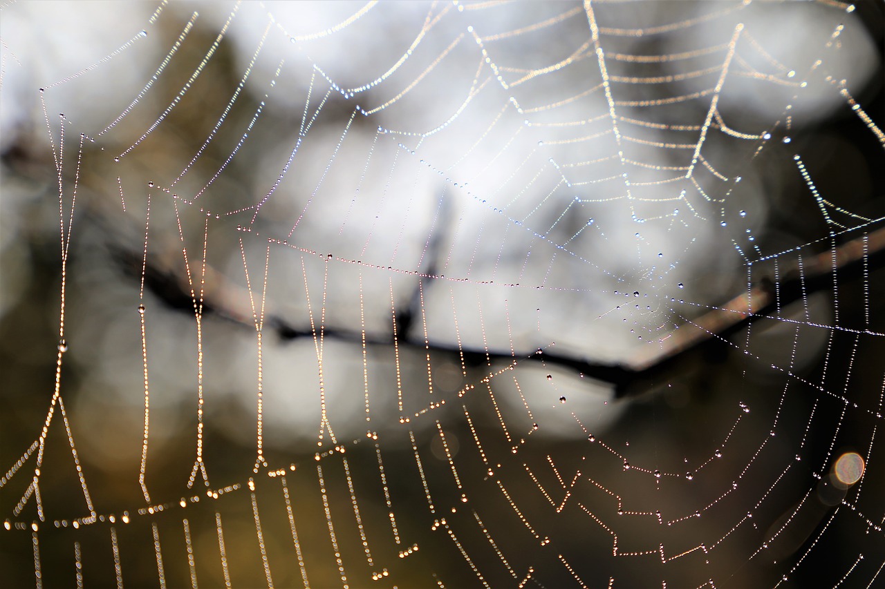 morning  spider net  cobweb free photo