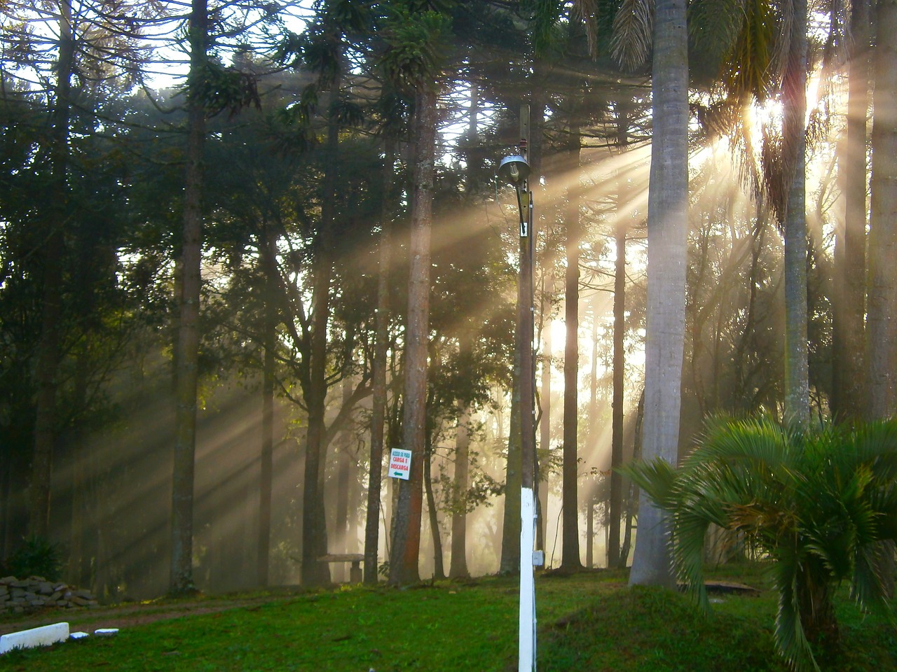 morning light trees free photo