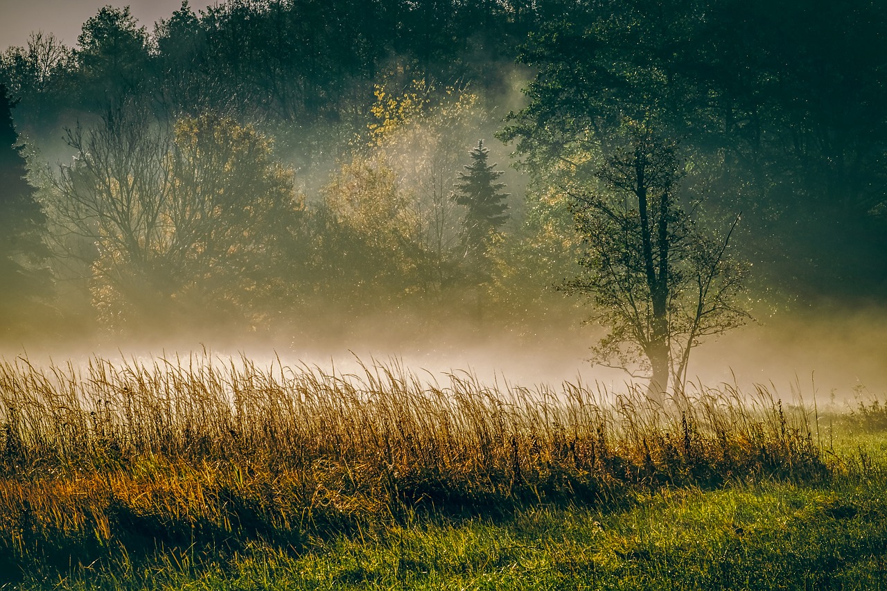 morning  fog  trees free photo