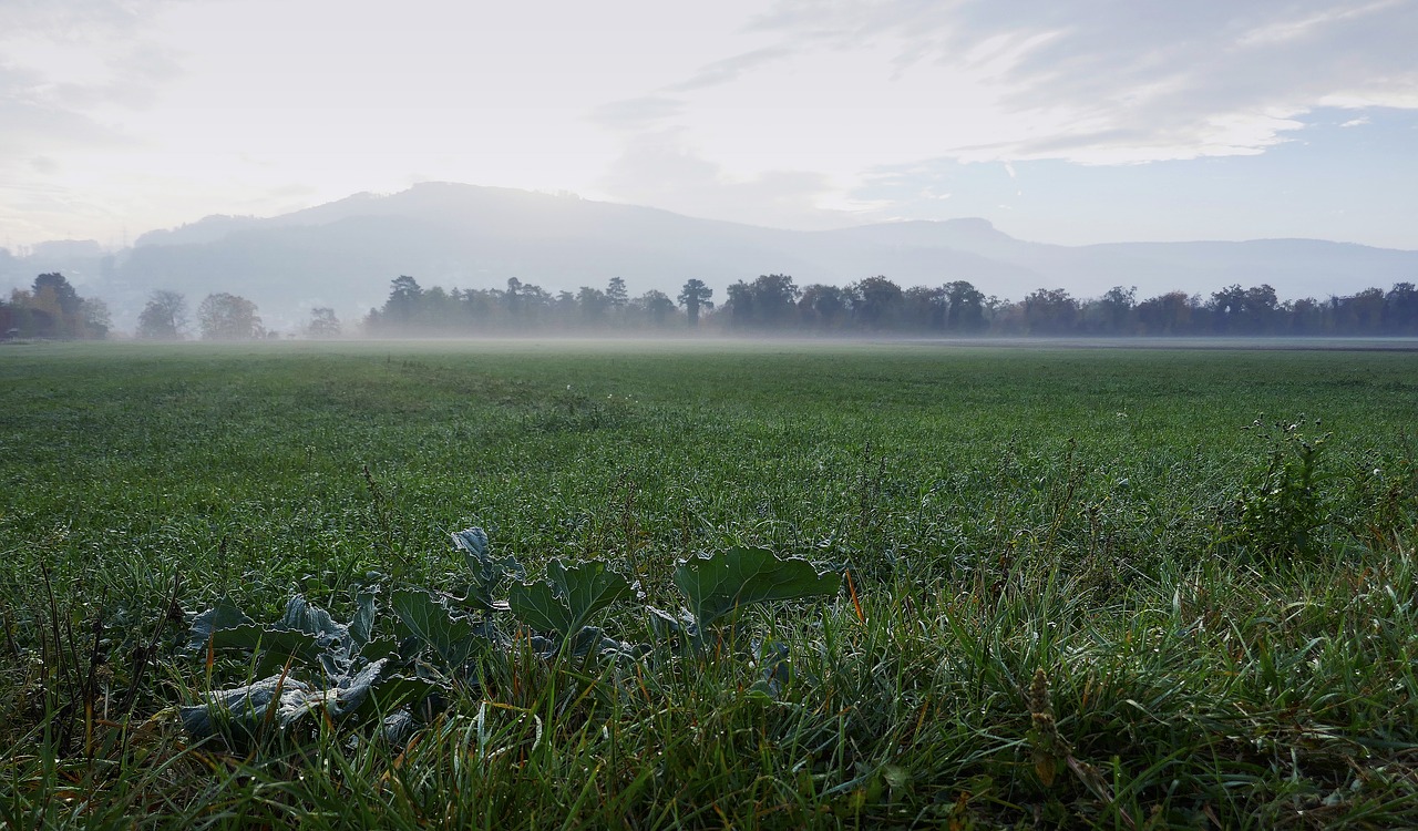 morning  field  fog free photo