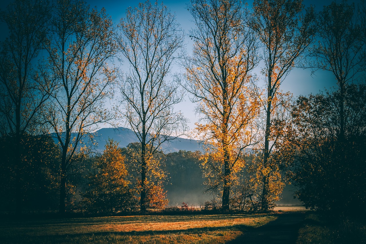 morning  fog  trees free photo