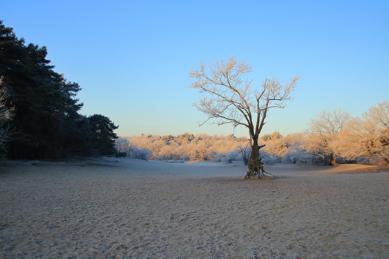 morning  dead tree  landscape free photo