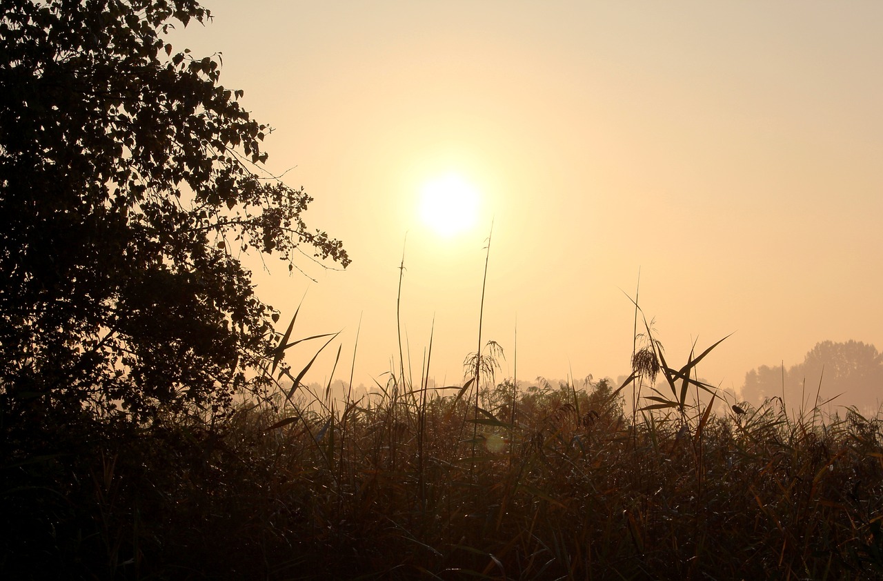 morning  foggy  sunrise free photo