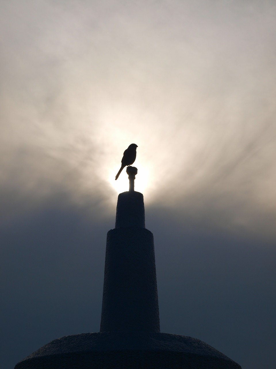 morning bird perch free photo