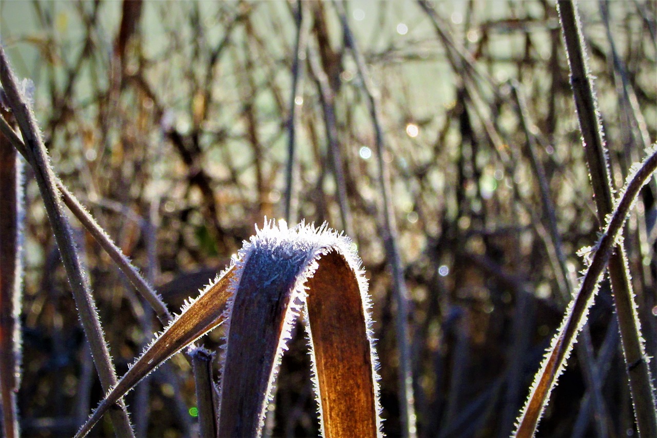 morning  sun  frozen free photo