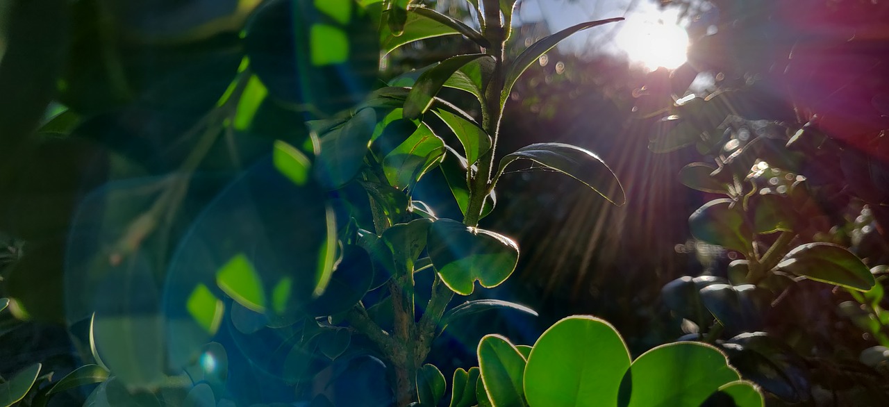 morning  leaves  sun free photo