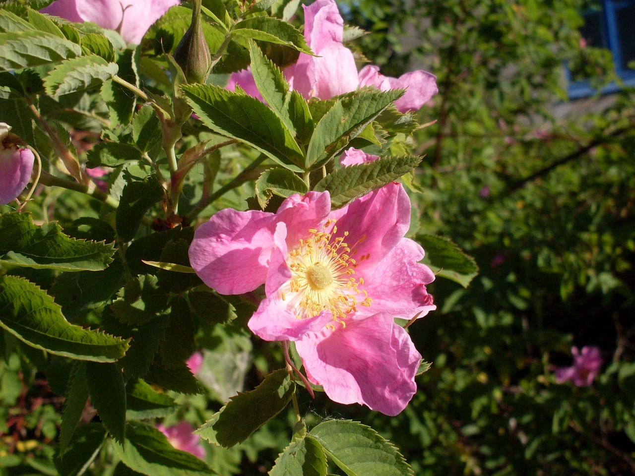 morning  pink  rose hip free photo