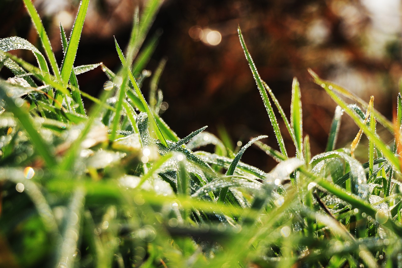 morning grass autumn free photo