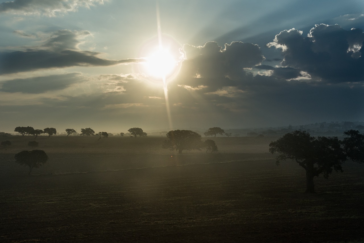 morning sun tree free photo