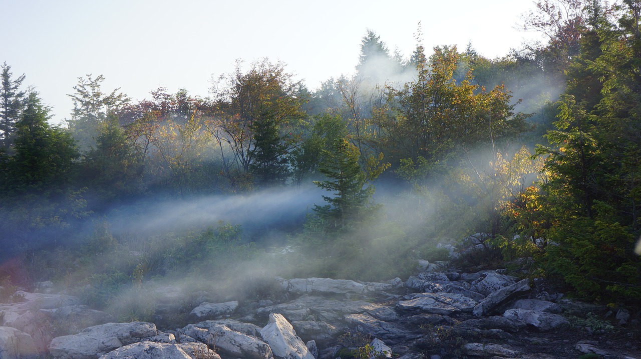 morning mist fog free photo