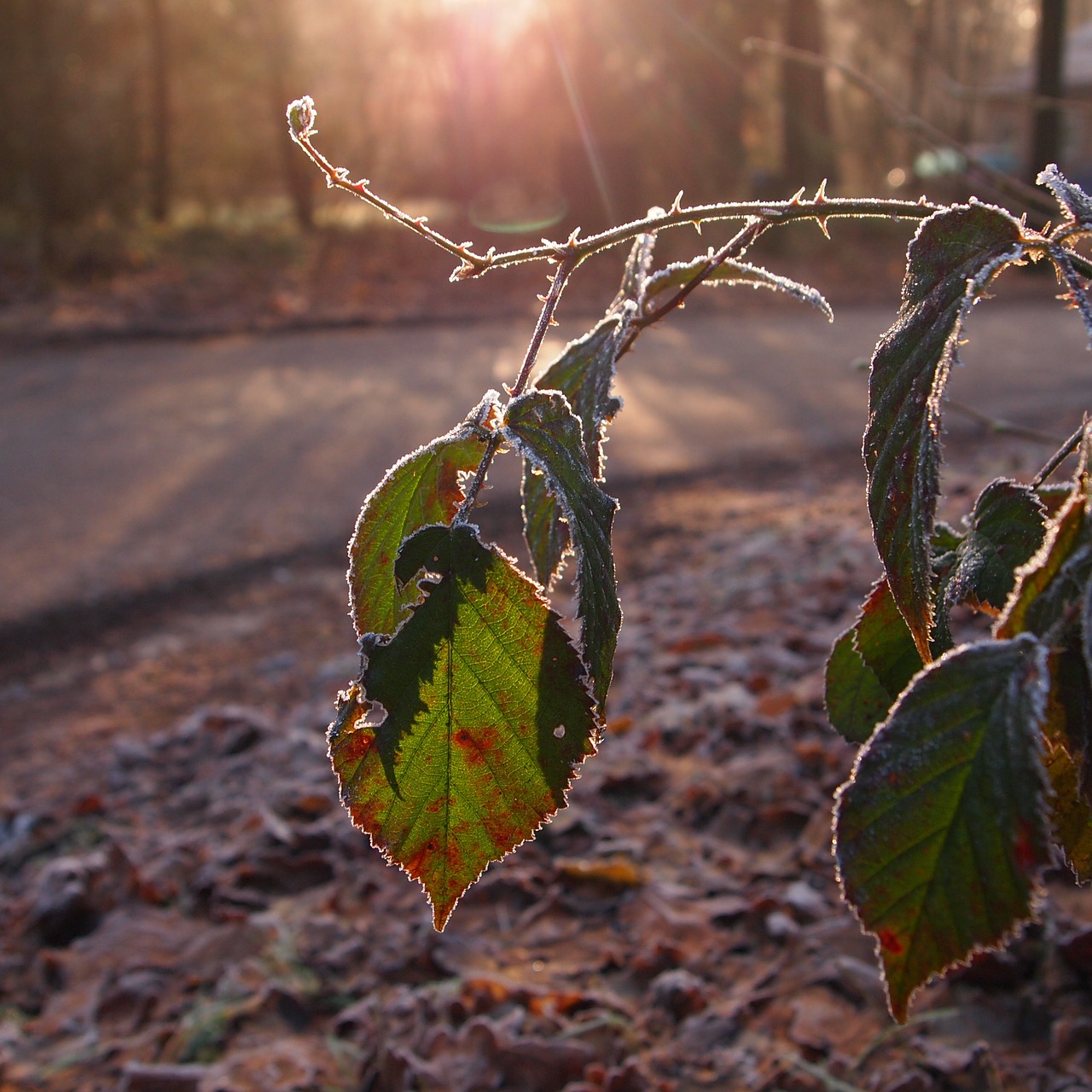 morning sunrise winter free photo