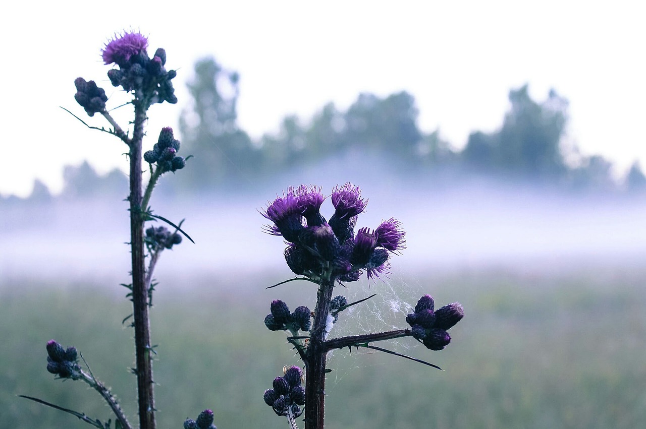 morning flower nature free photo