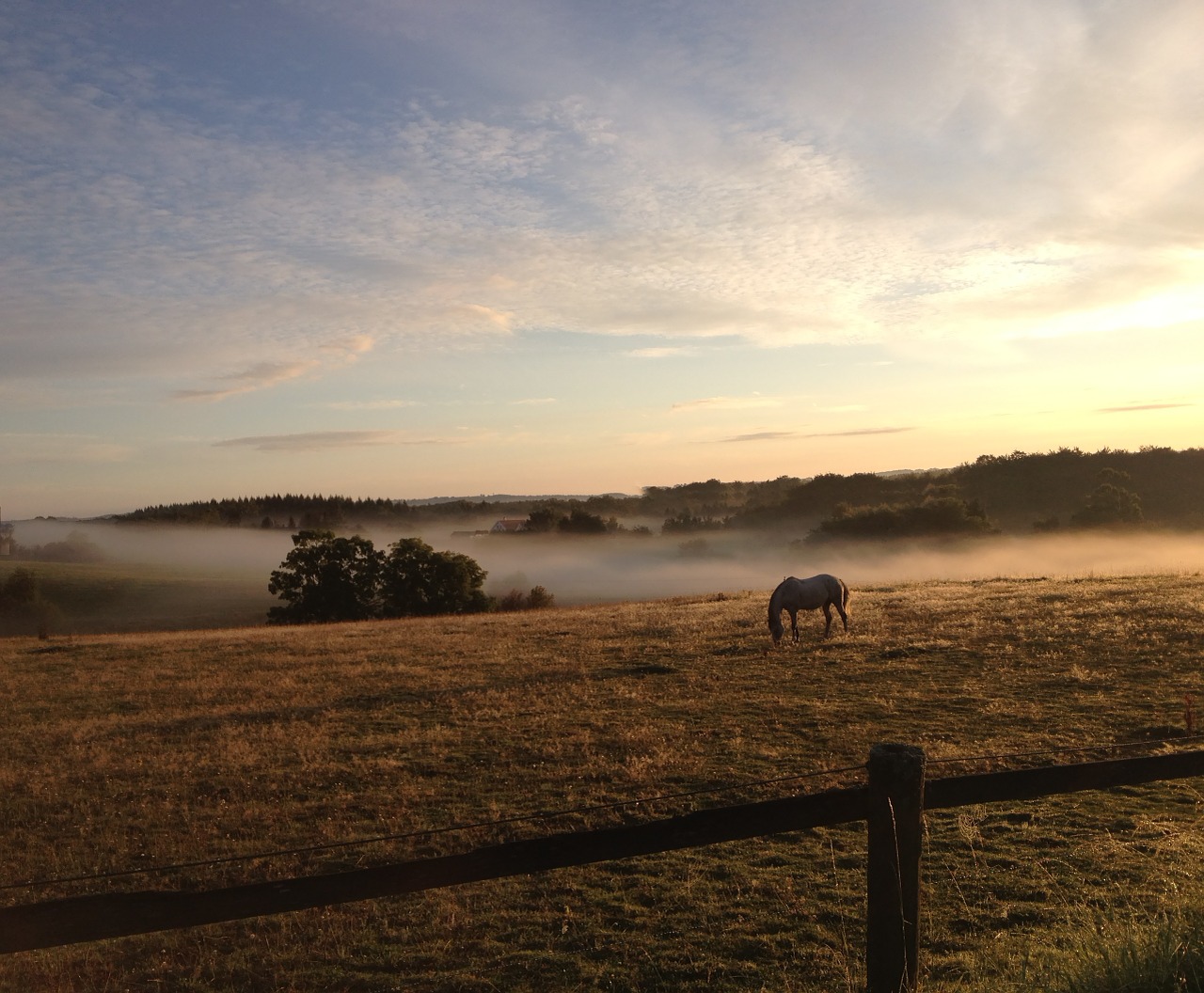 hage sunrise horse free photo