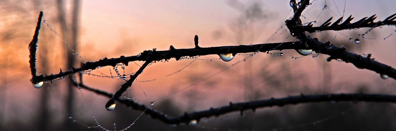 morning dew water droplets free photo