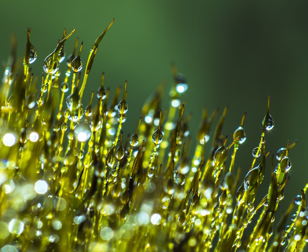 morning dew moss dew free photo