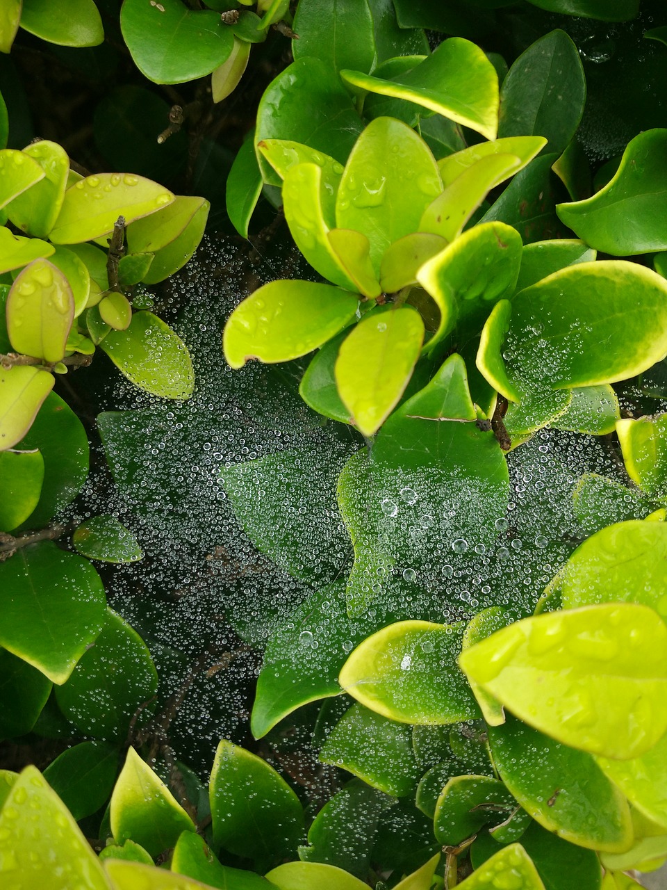 morning dew green plants early autumn free photo