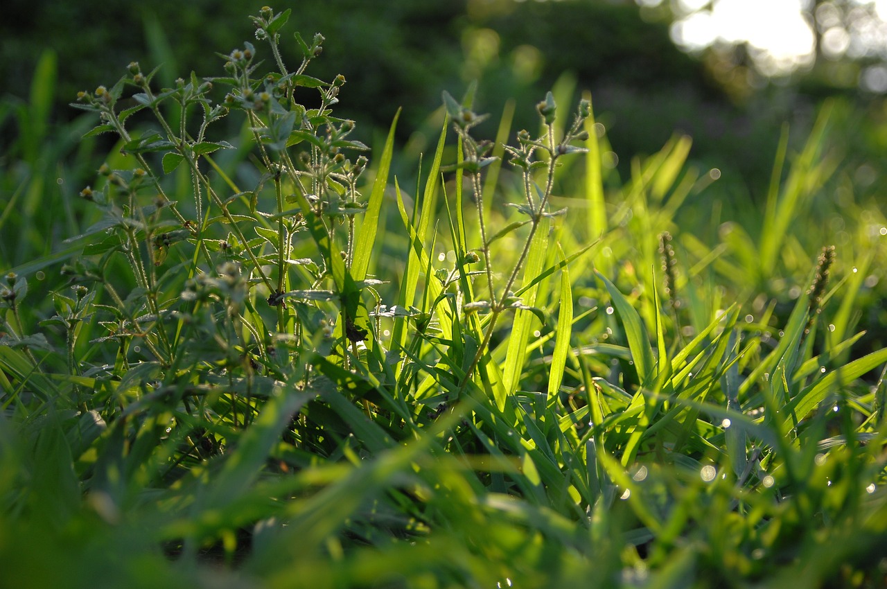 morning dew  dew  morning free photo