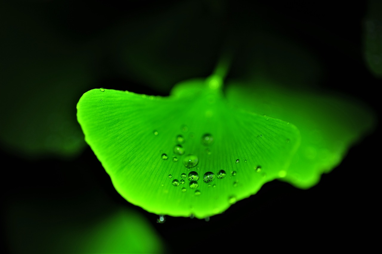 morning dew  wedding website  ginkgo leaf free photo