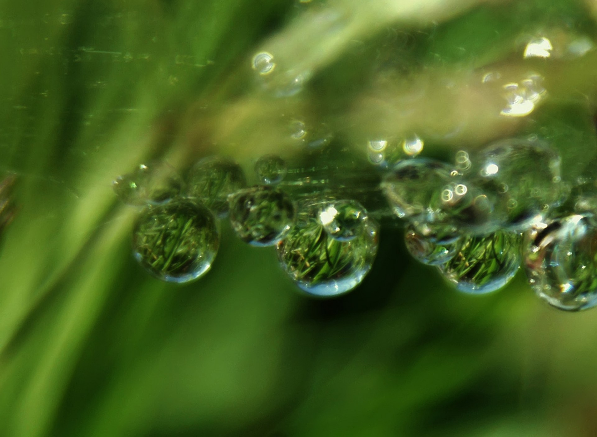 morning dew grass free photo