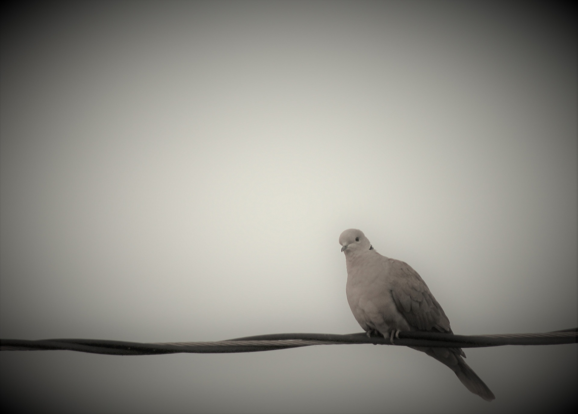 ring neck dove nature free photo