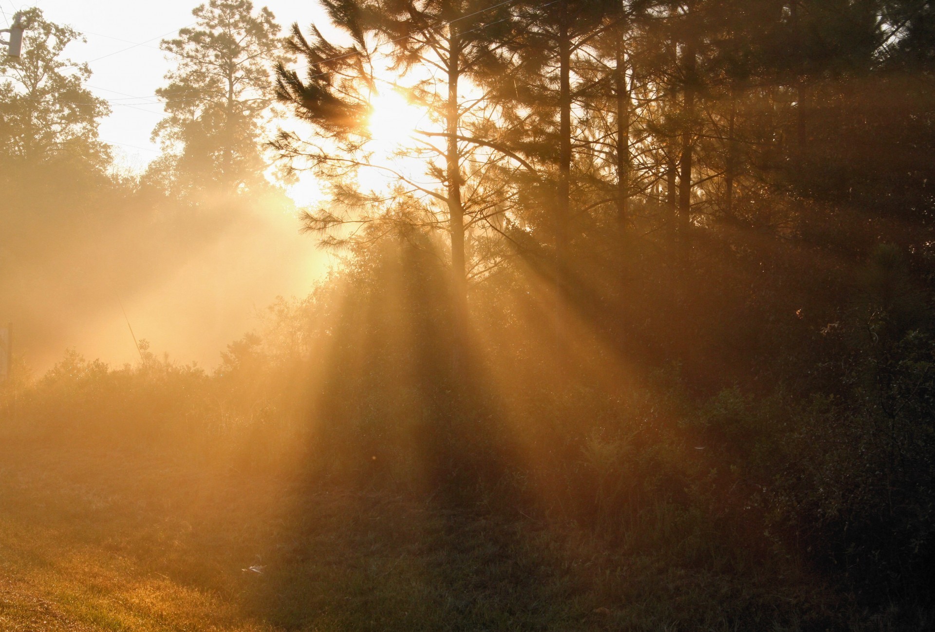 fog sun rays free photo