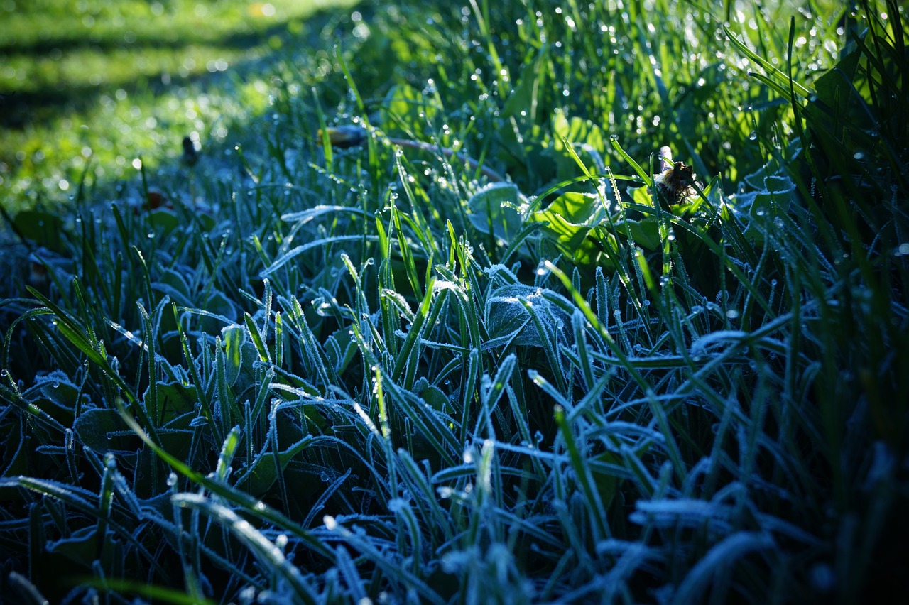 morning frost grass magic free photo