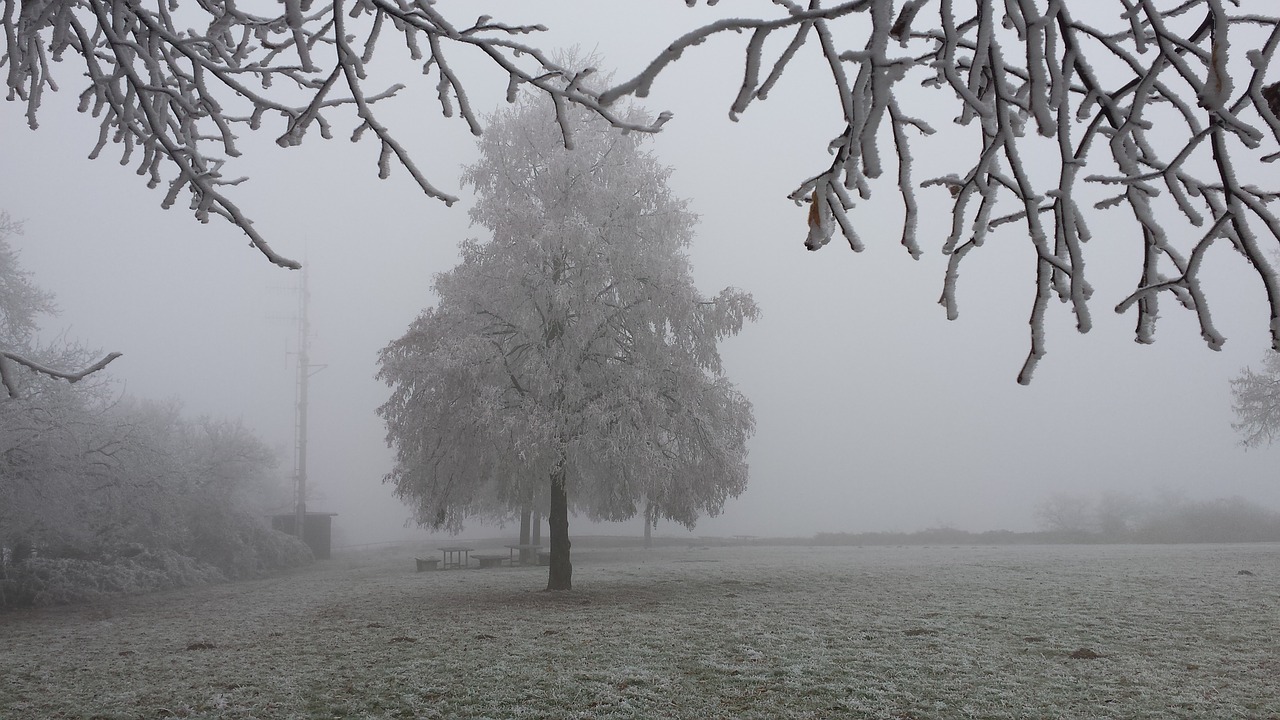 morning frost ripe wintry free photo