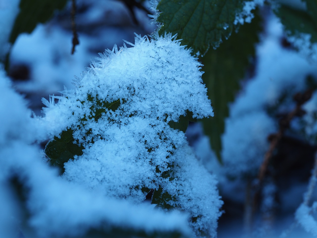 morning frost sun fall foliage free photo