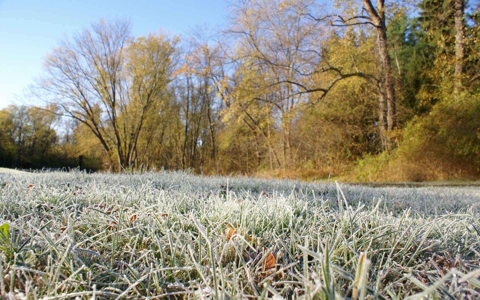 blades grass chilly cold free photo