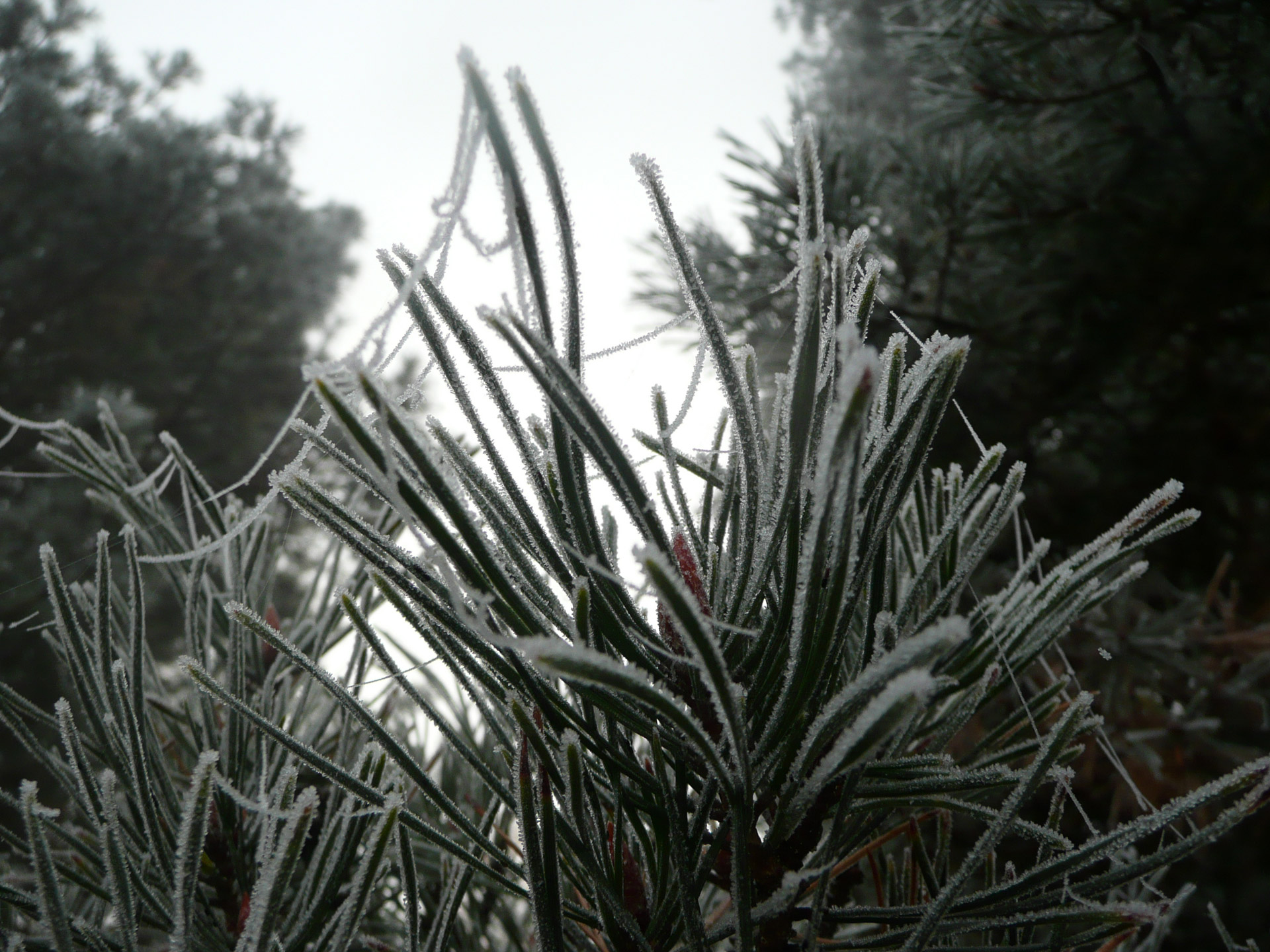 morning frost needles free photo