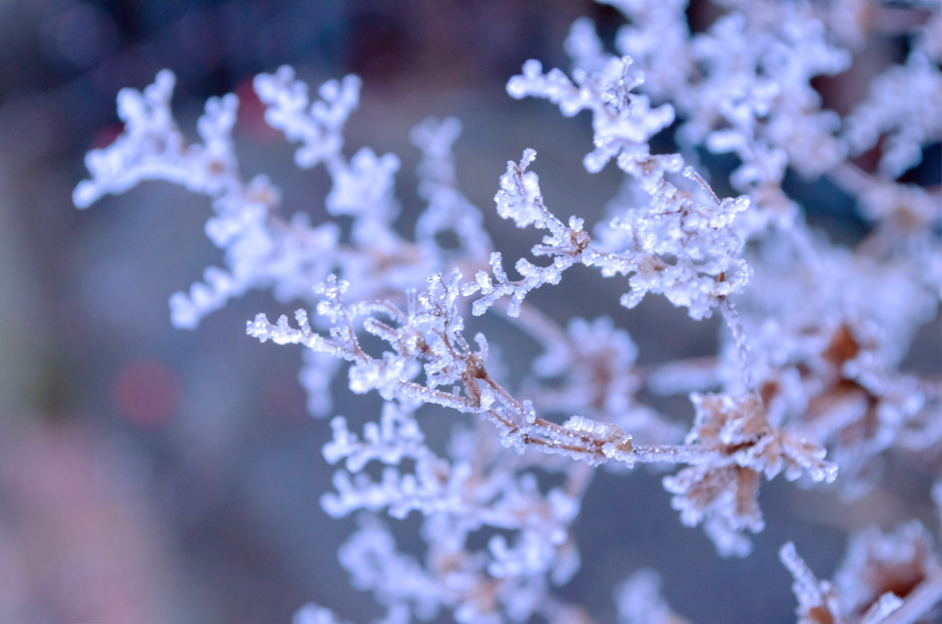 morning frost winter free photo