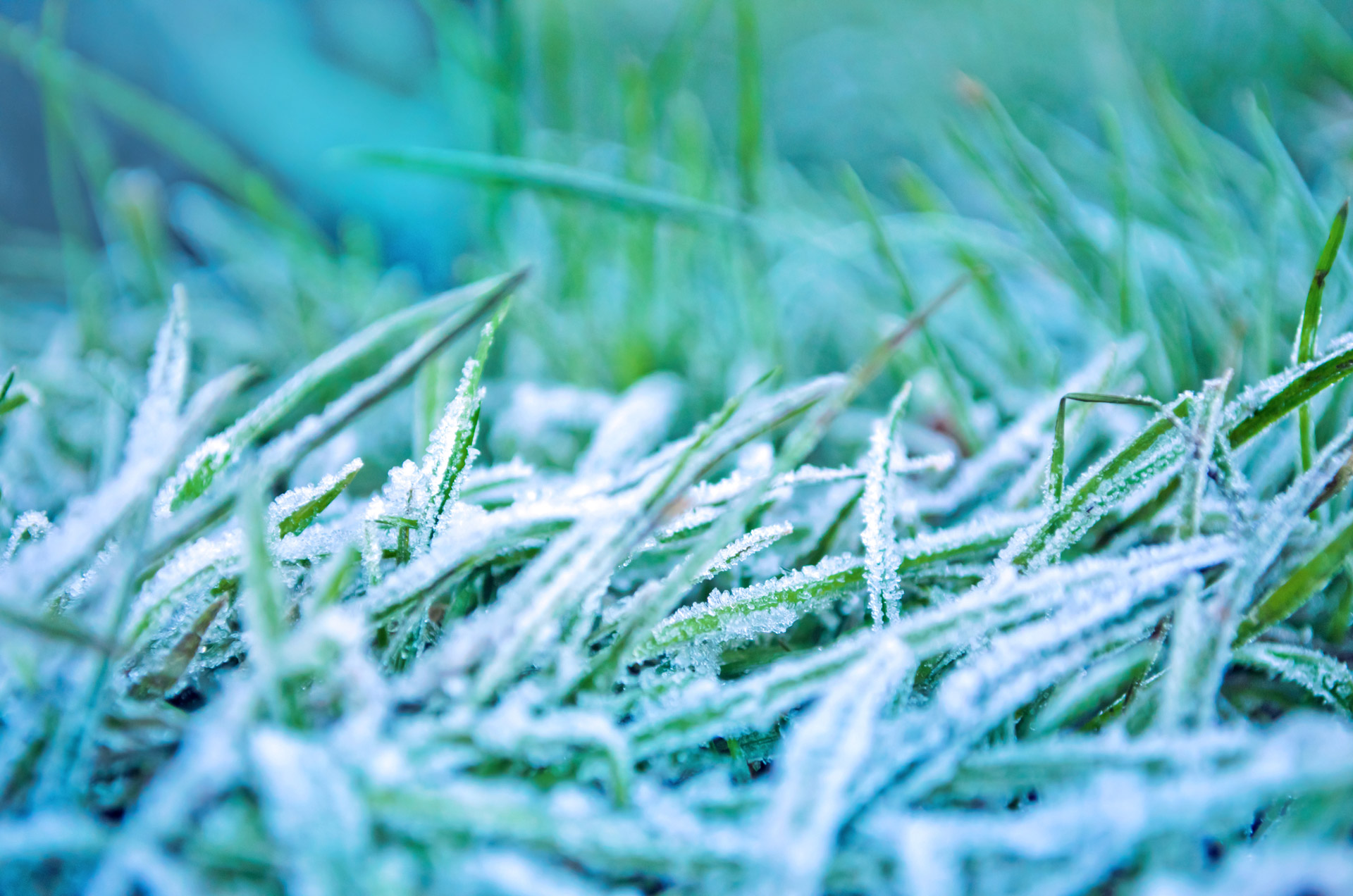 morning frozen grass free photo