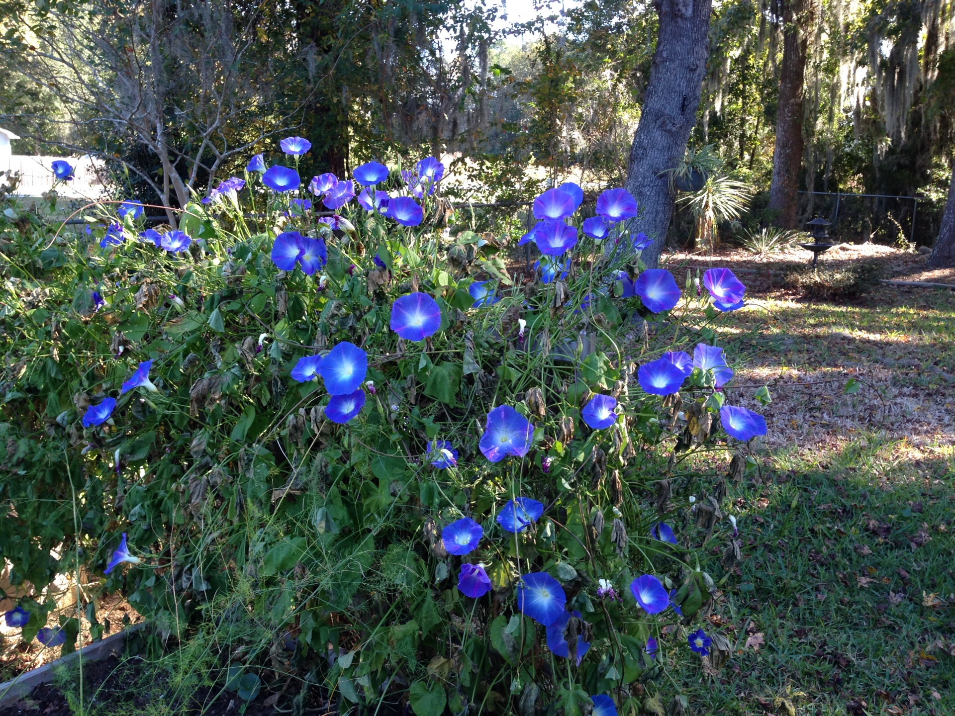 flowers blue morning glory free photo