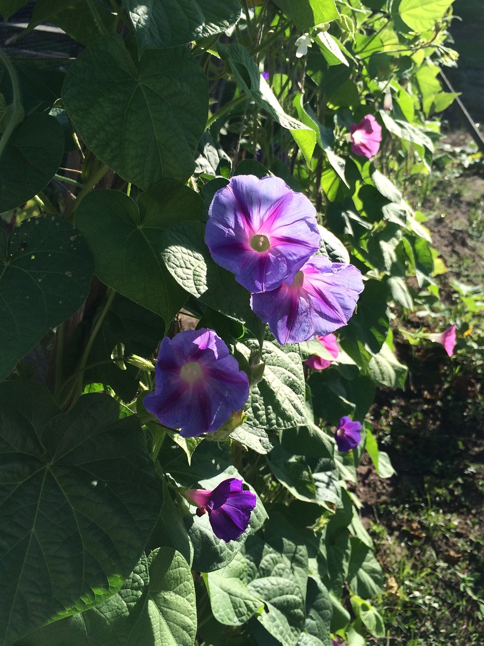 morning glories spring summer free photo