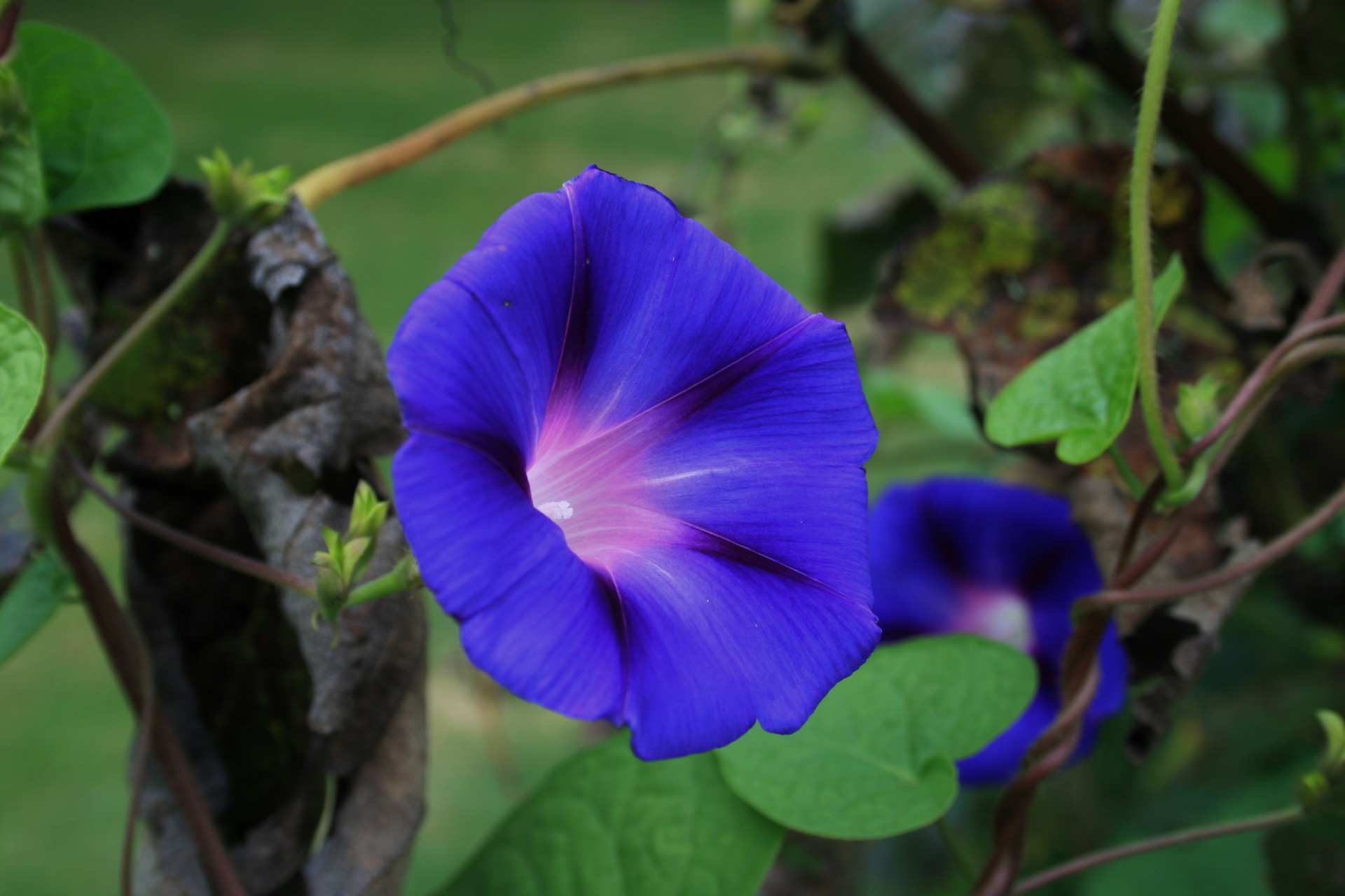flowers purple trumpet free photo