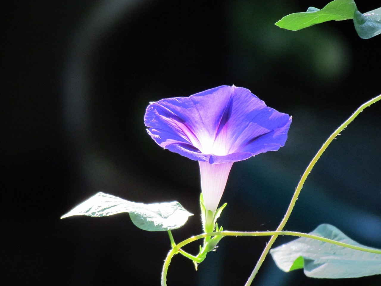 morning glory flower bloom free photo