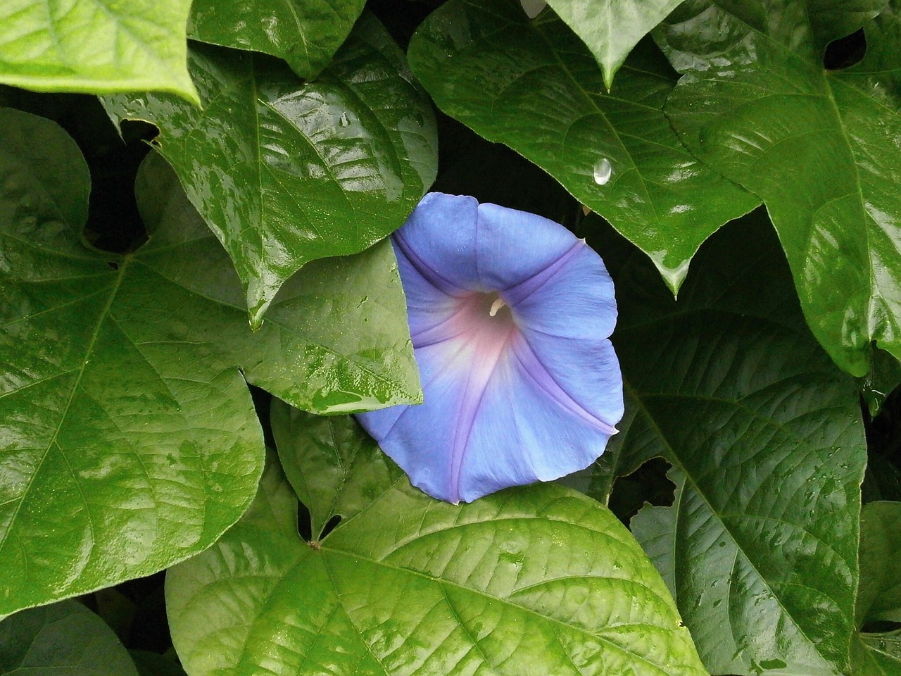 morning glory blue flowers rain free photo