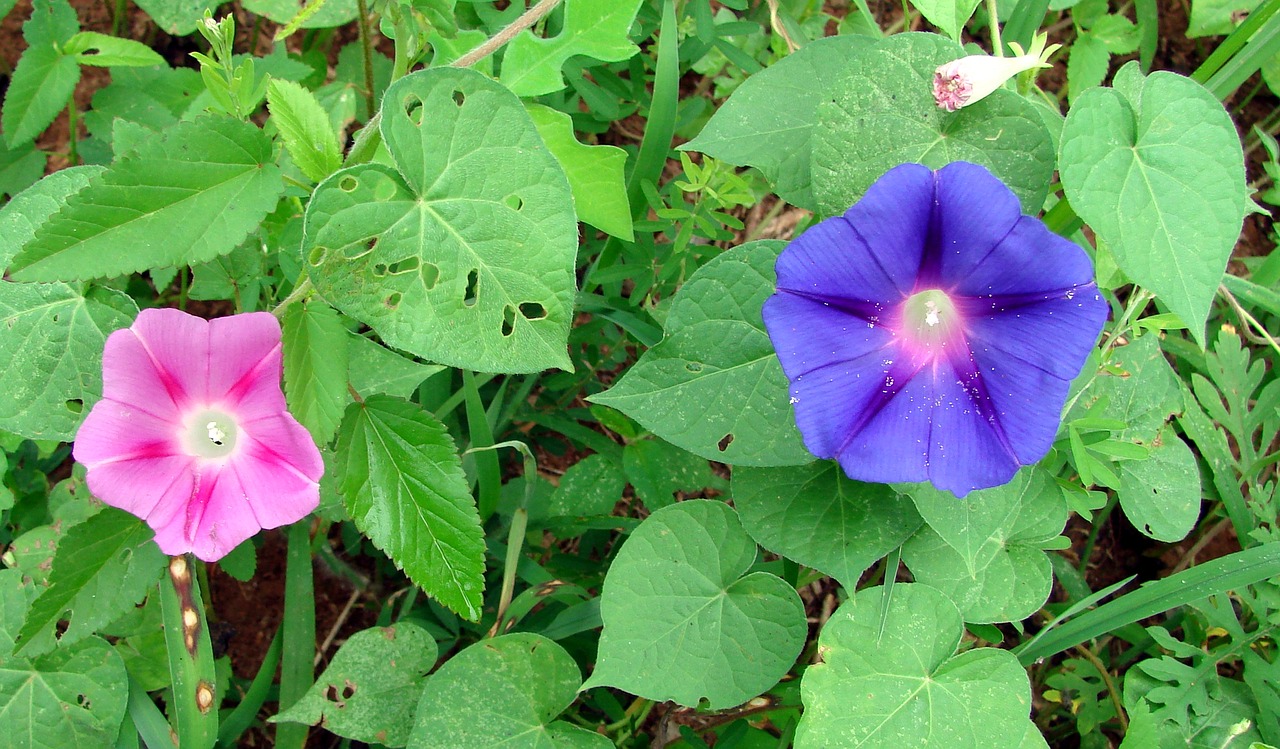 morning glory flowers colorful free photo