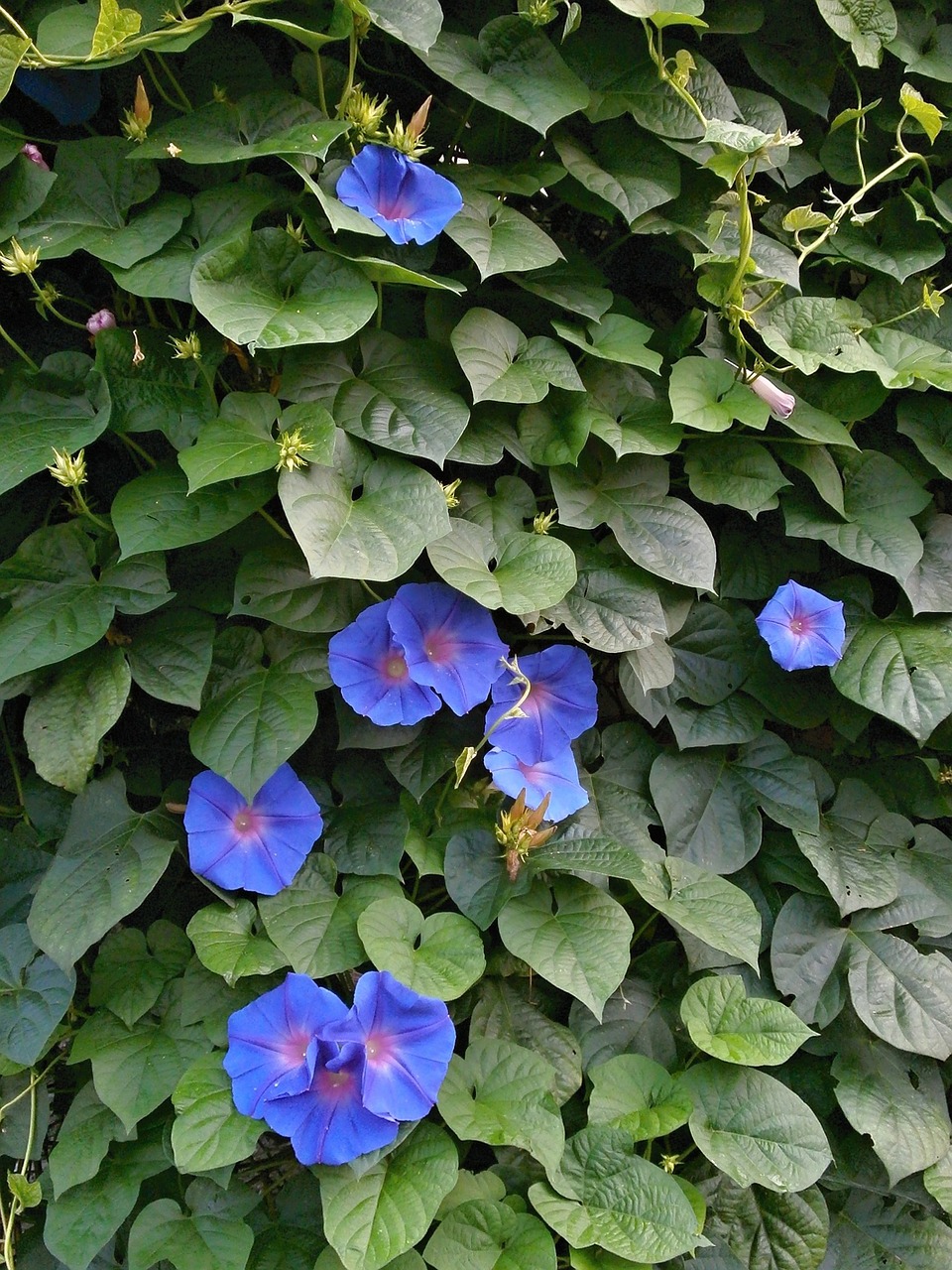 morning glory blue flowers summer flowers free photo