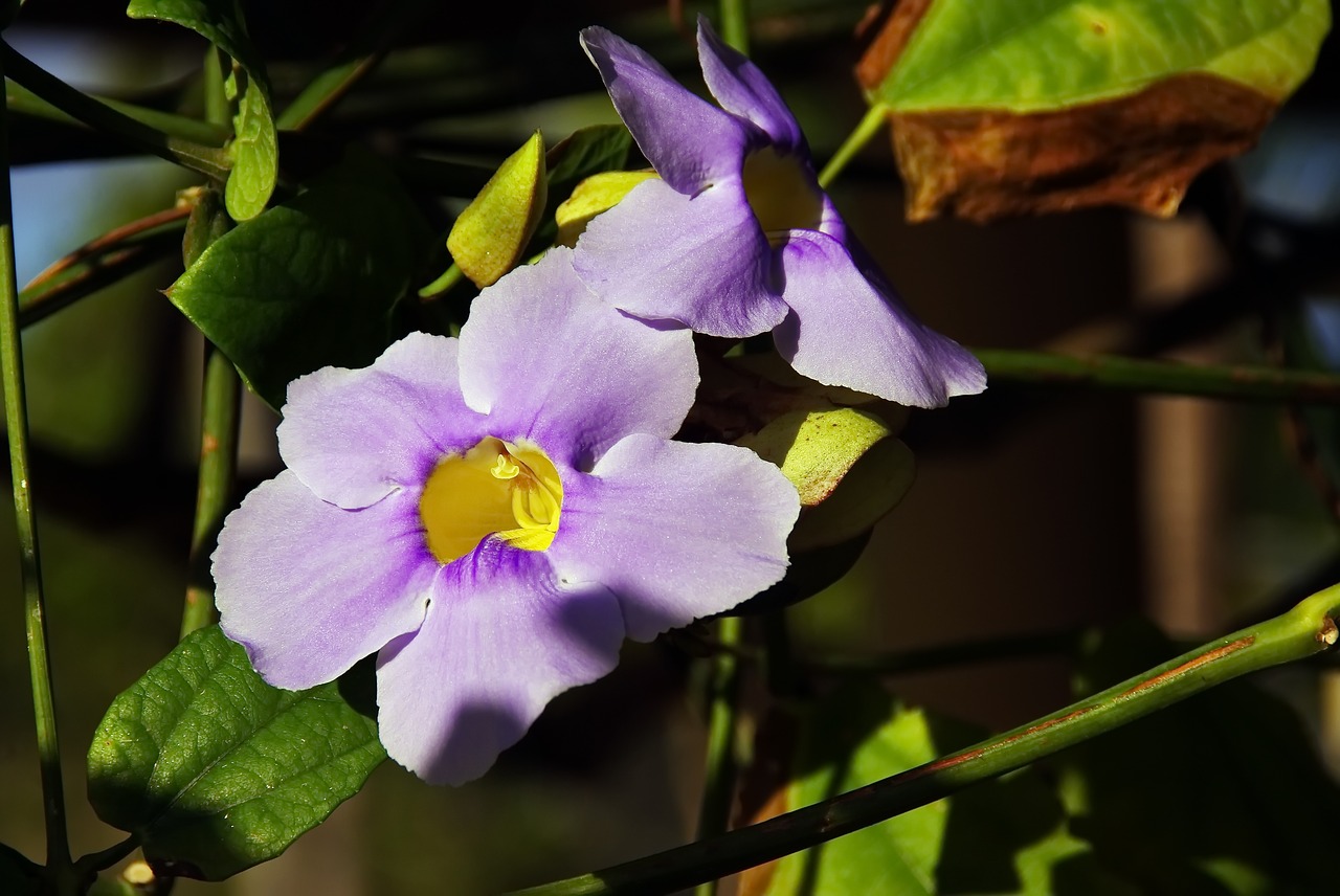 morning glory purple flower creeper free photo