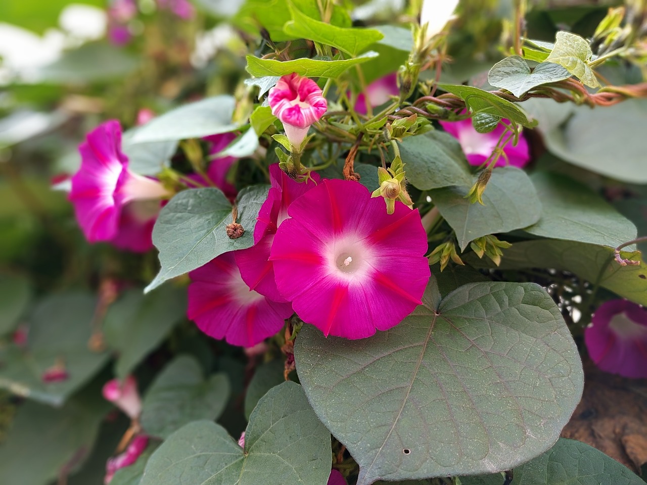 morning glory plants nature free photo