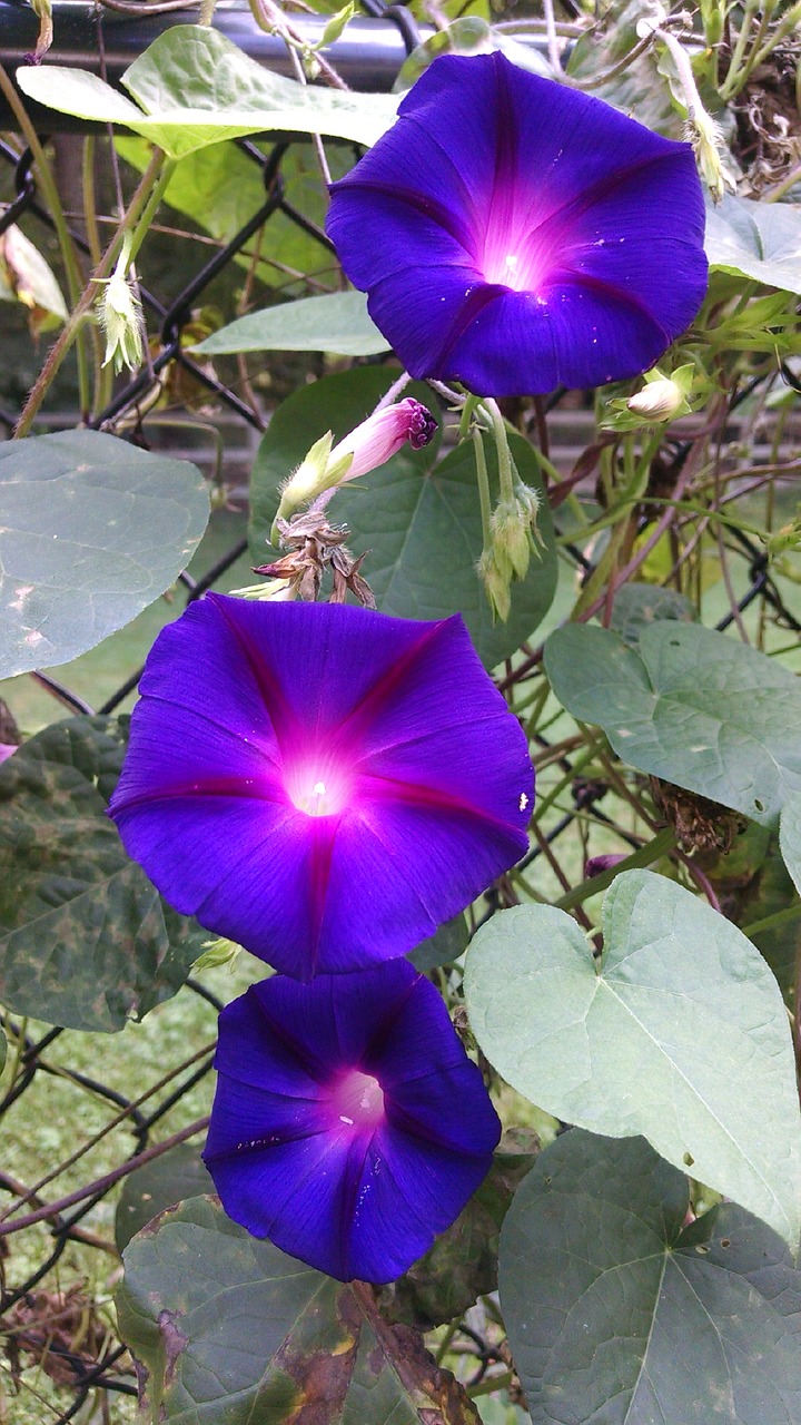 morning glory flowers purple free photo