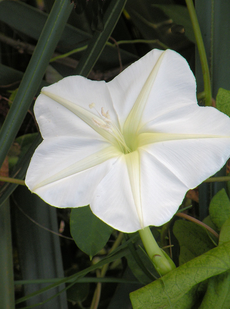 morning glory white flower free photo