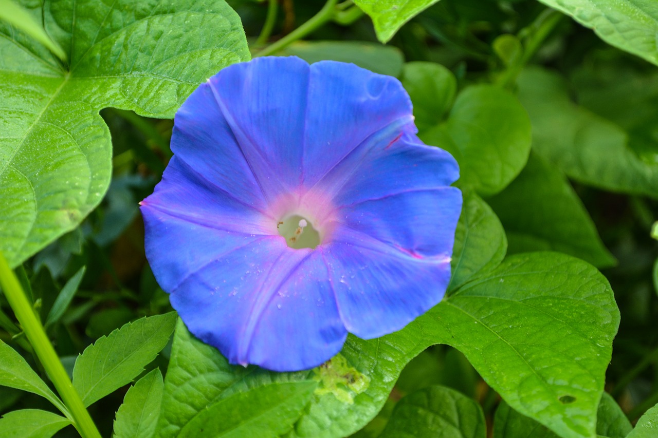 morning glory flower nature free photo