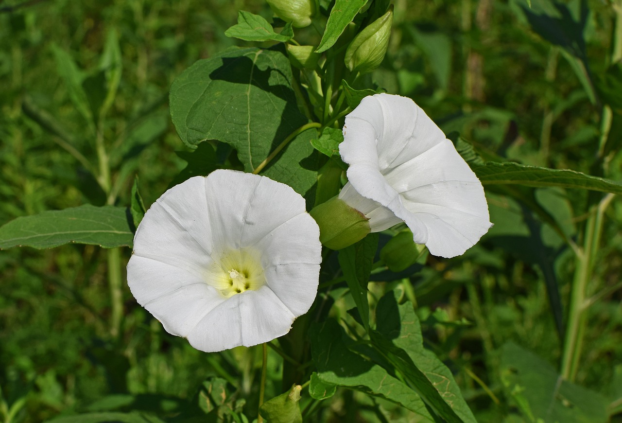 morning glory wildflower flower free photo