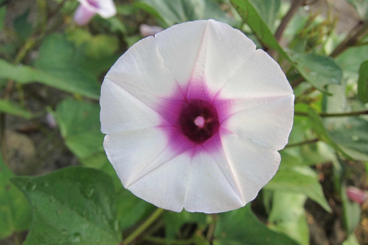 morning glory flower purple free photo