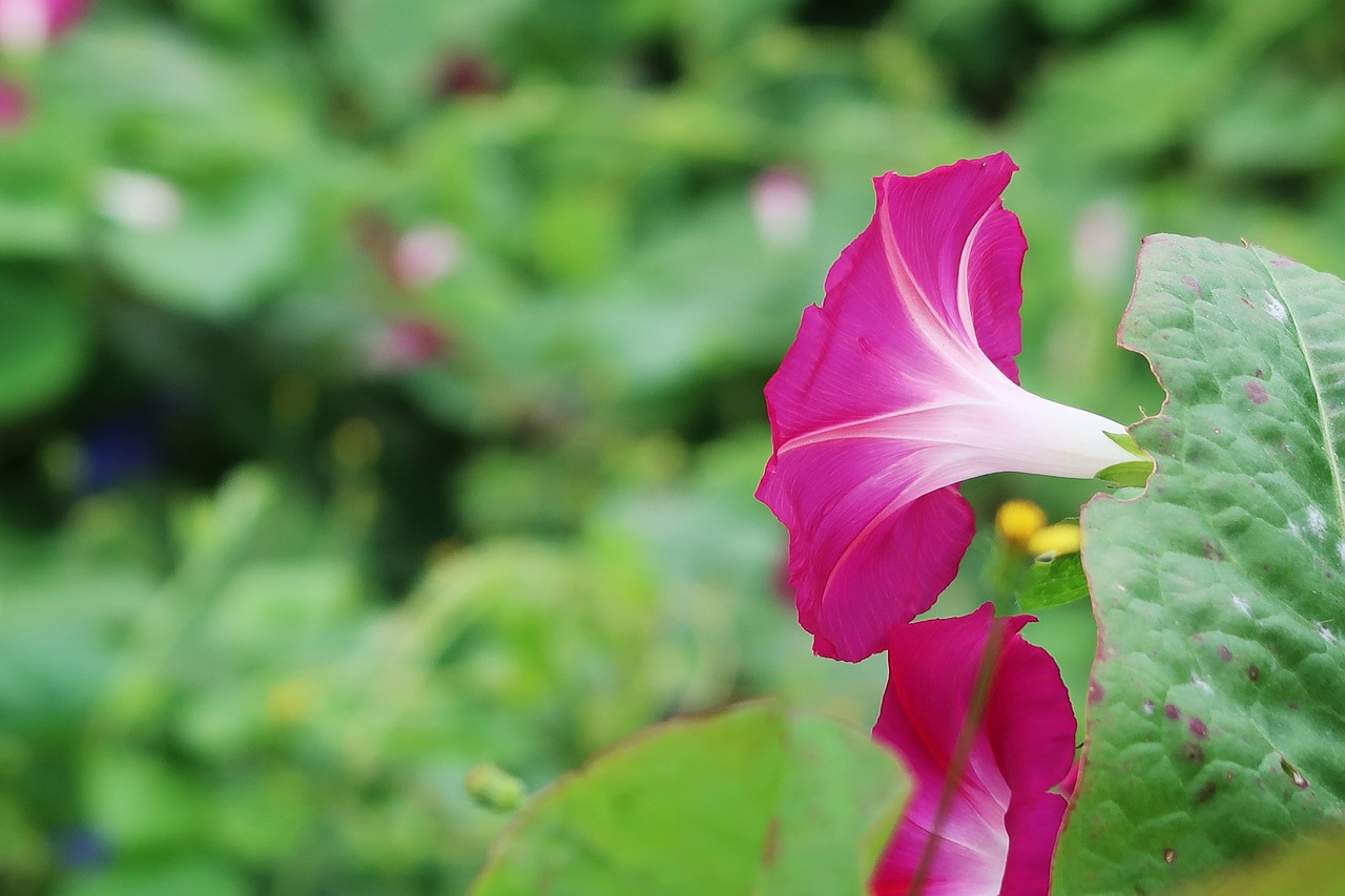 morning glory flowers plants free photo